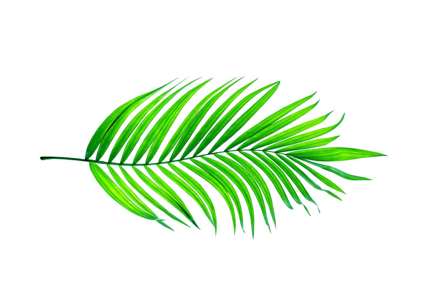folha de palmeira verde claro foto