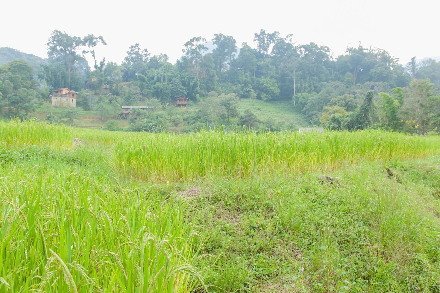 campo de arroz na tailândia foto