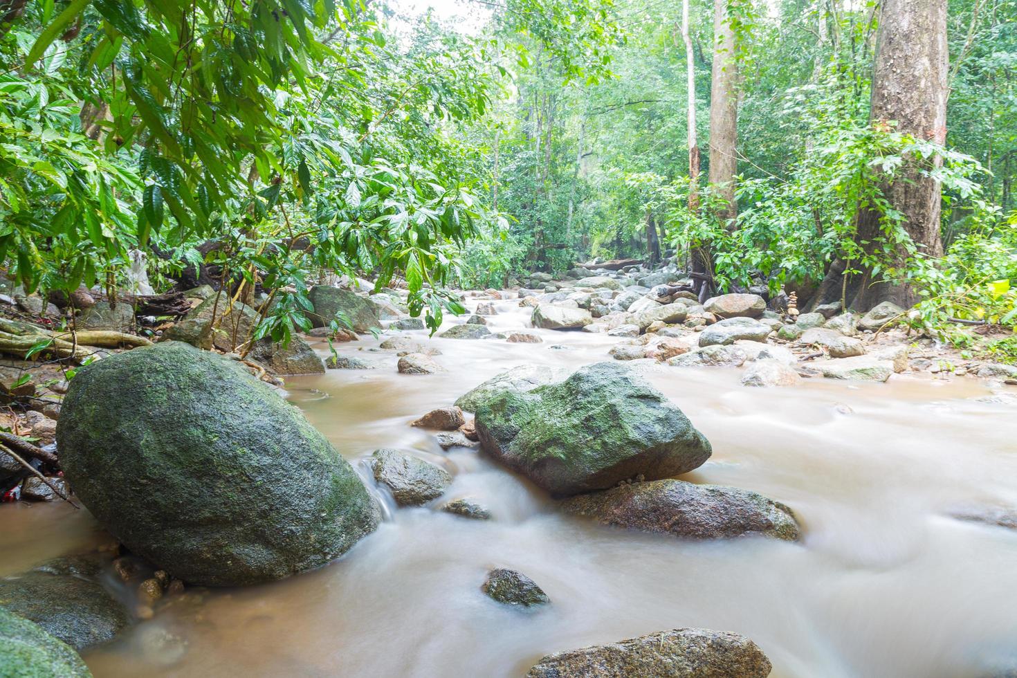 rio na selva foto
