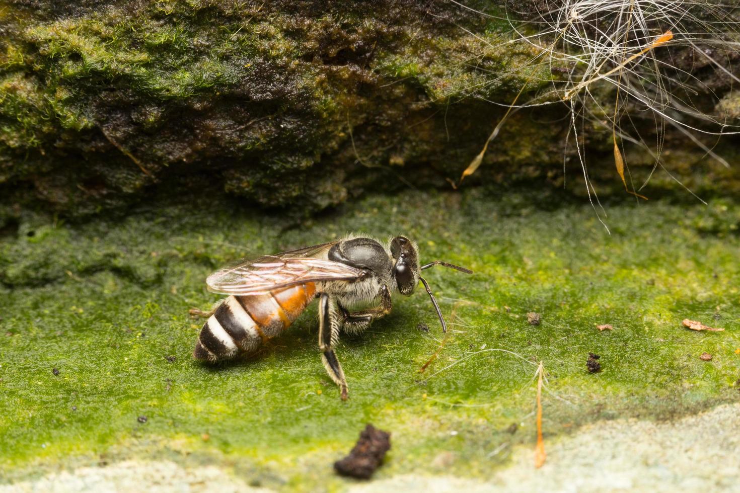 abelha em uma pedra foto