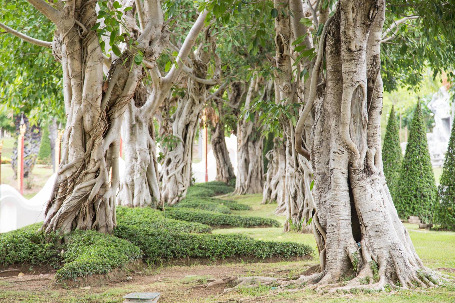 fileiras de árvores no parque foto