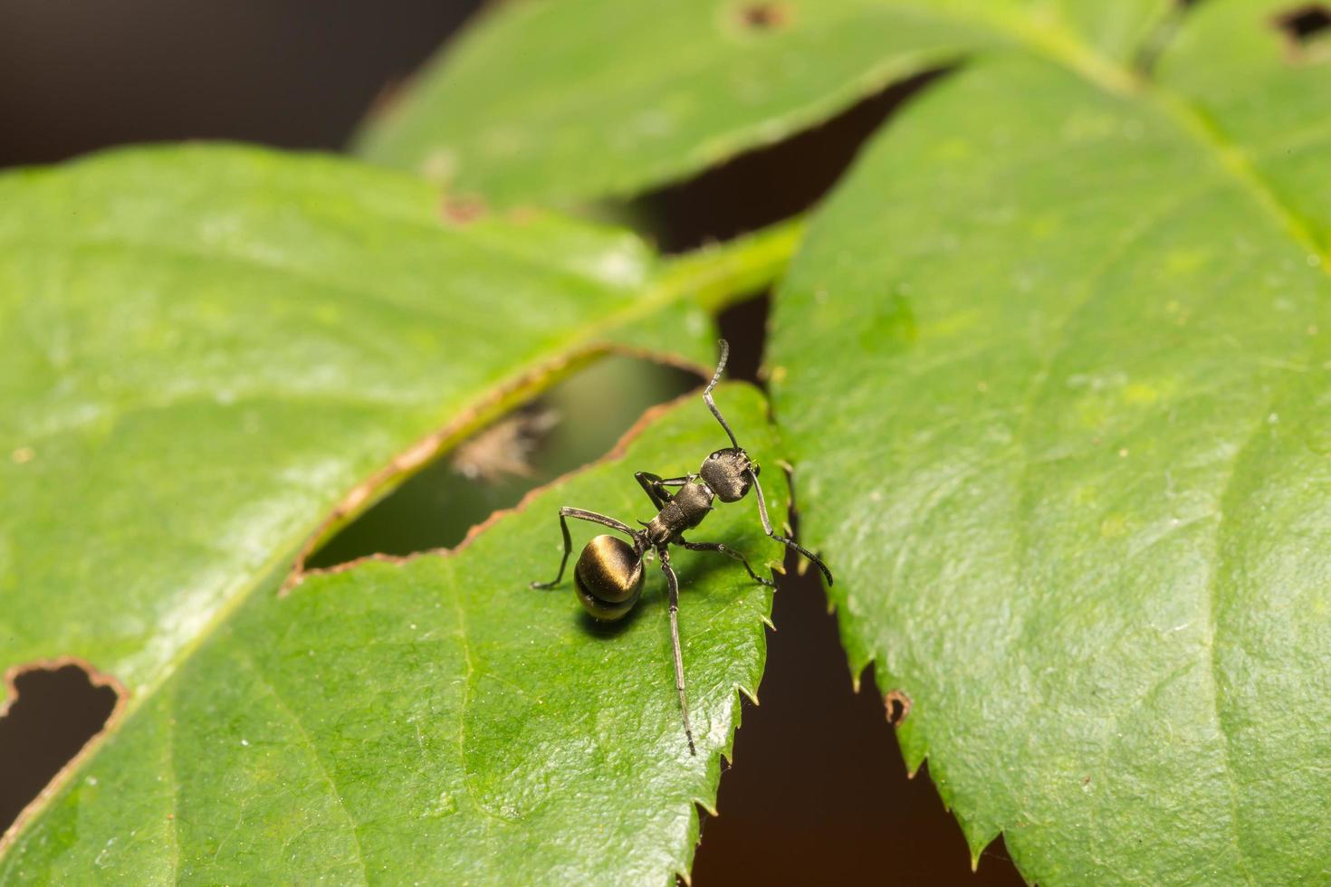 formiga preta em uma folha foto