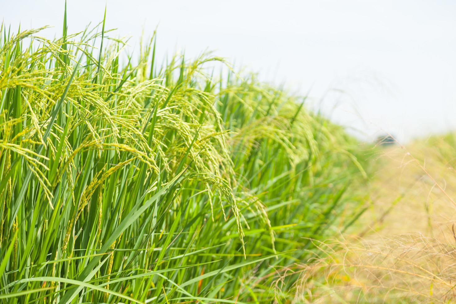 campo de arroz na tailândia foto