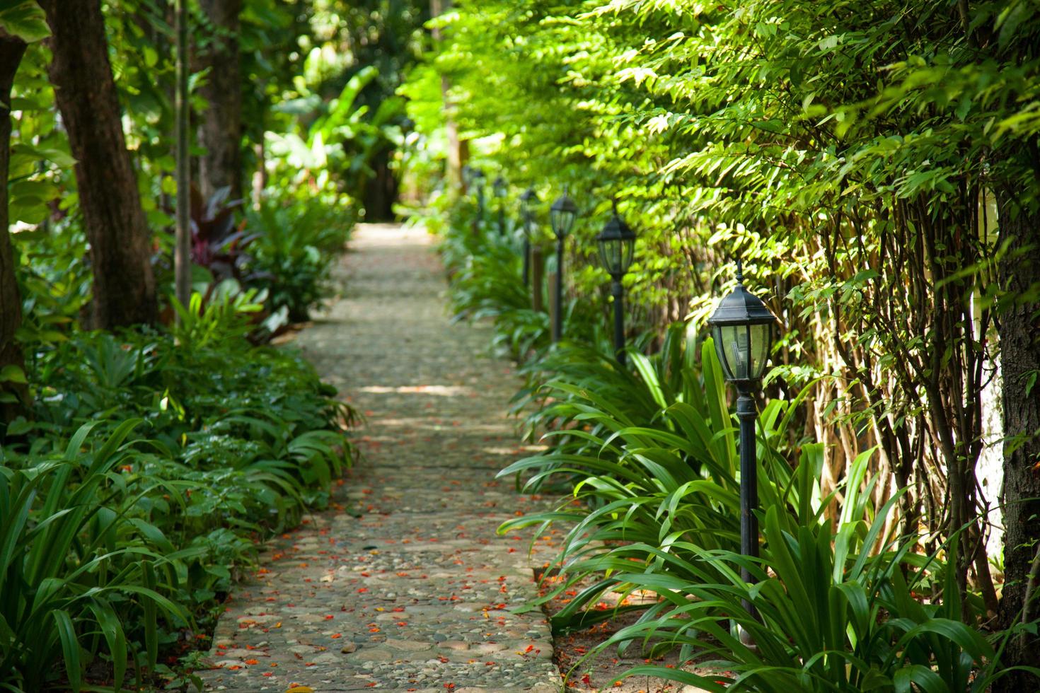 caminho no parque foto