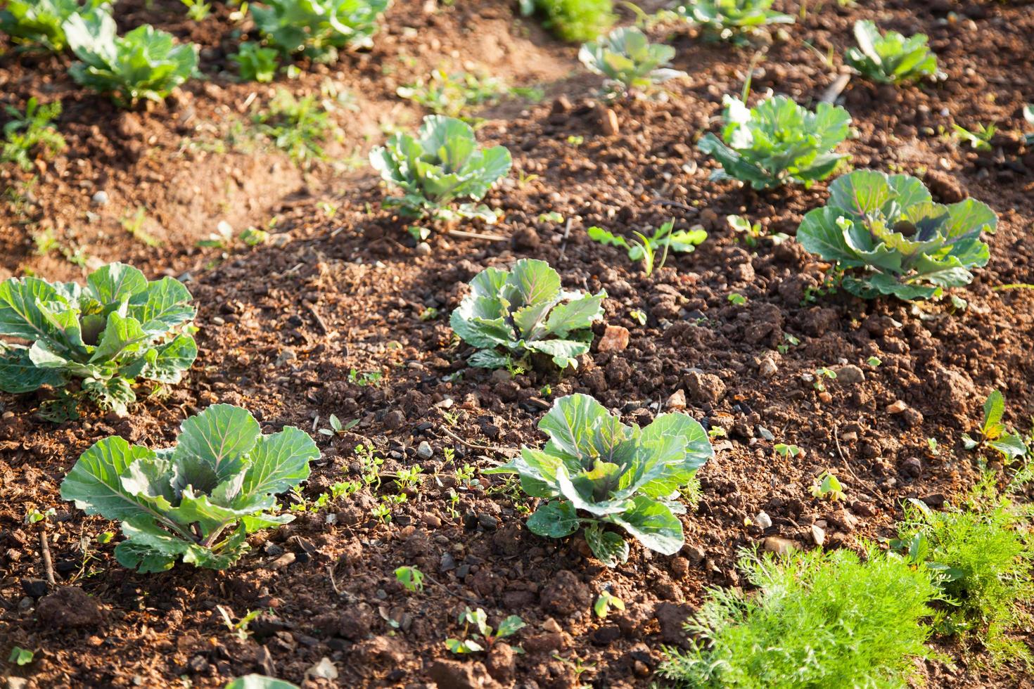 vegetais na plantação de vegetais foto