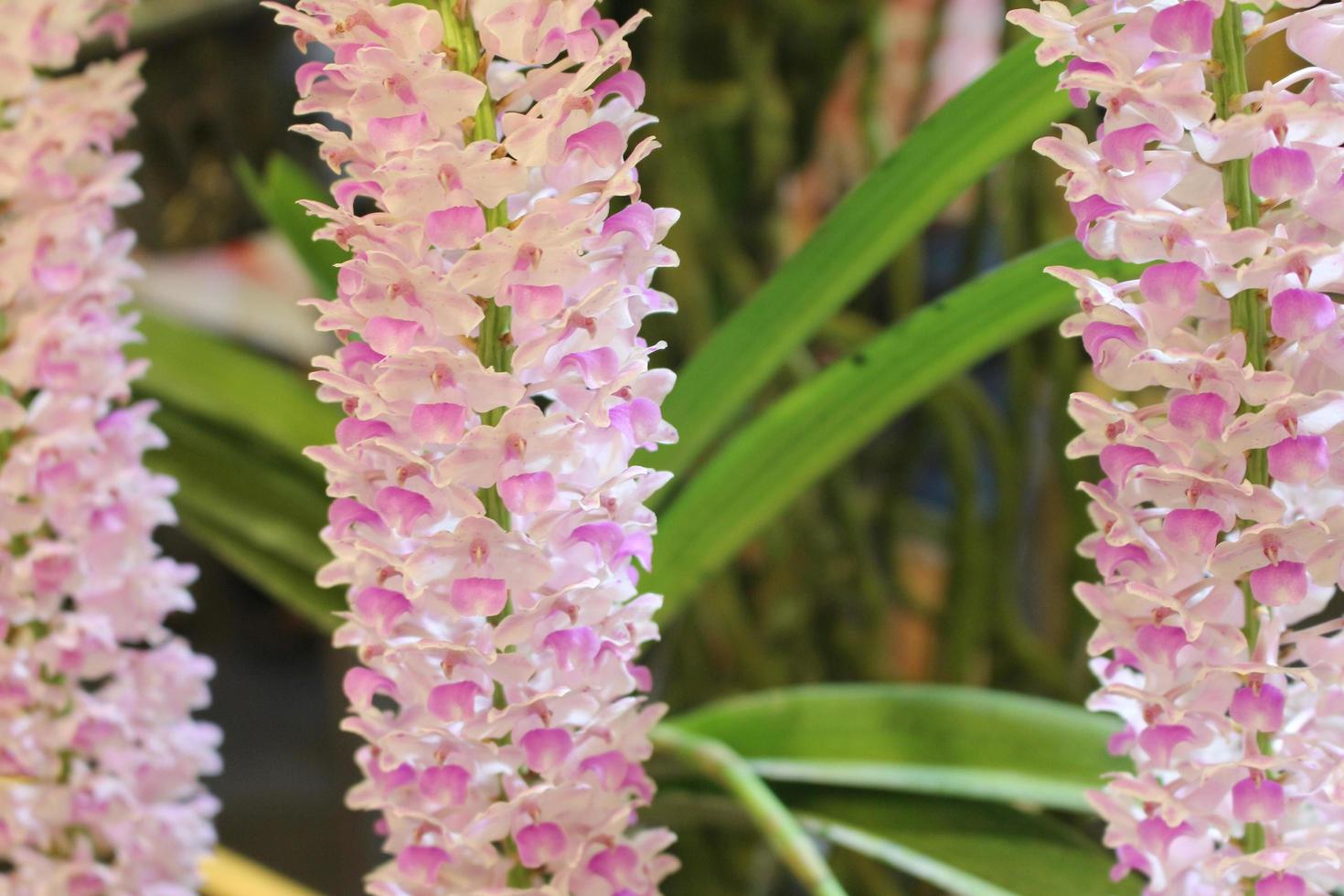 flores da orquídea rosa foto