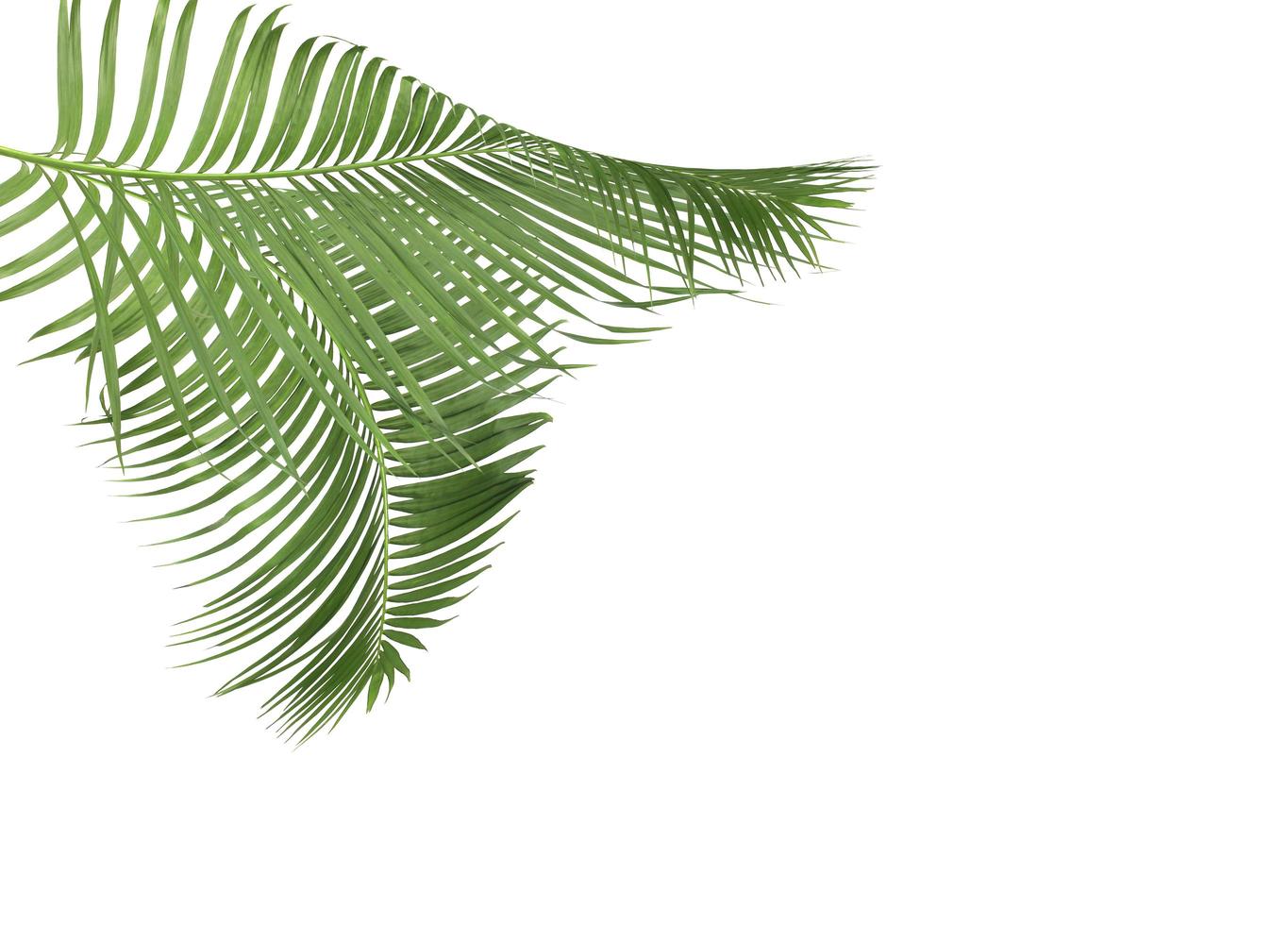 duas folhas de palmeira isoladas em branco foto
