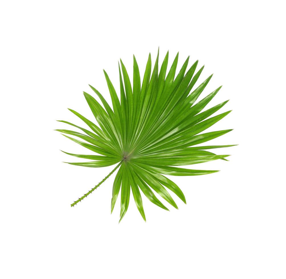 folha de palmeira verde curta foto
