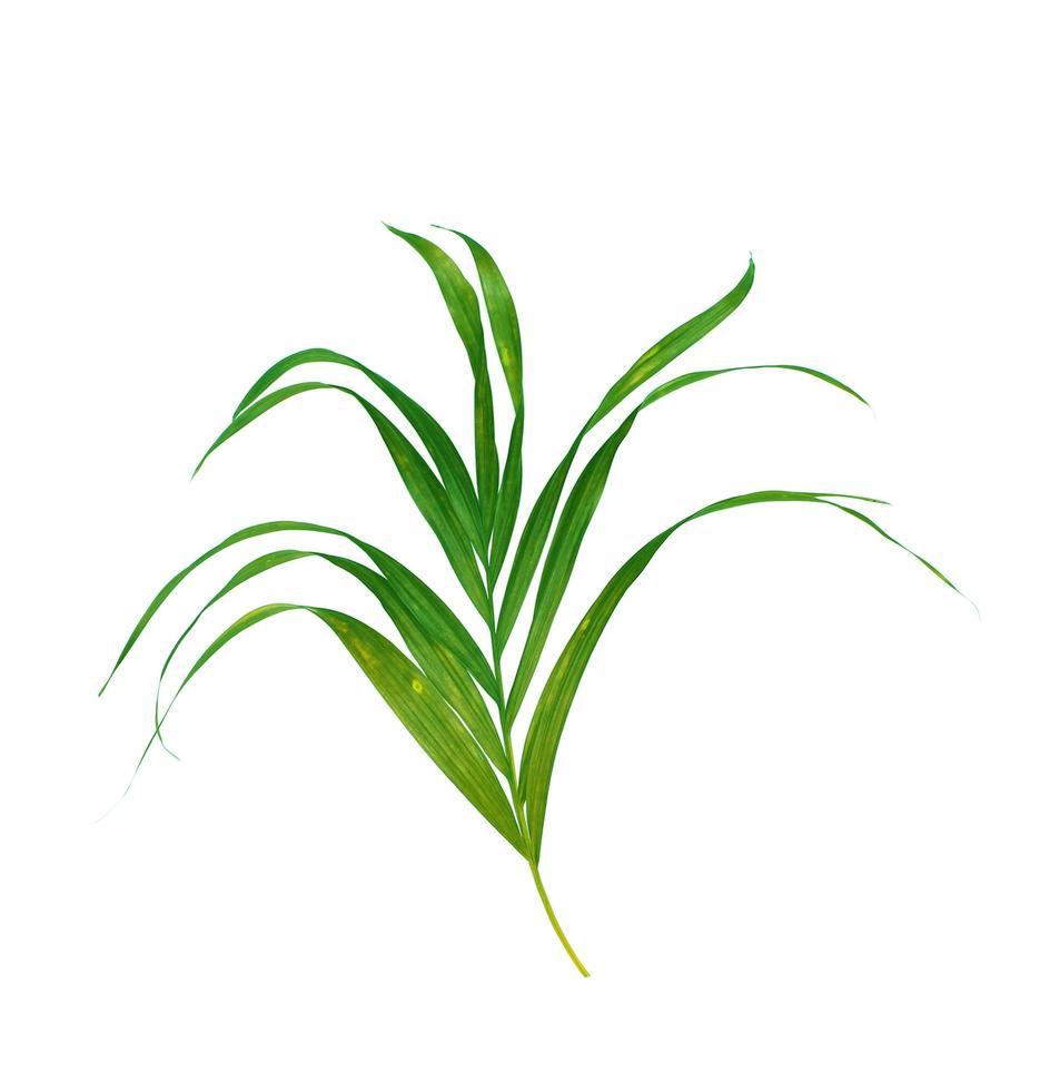 folha de palmeira verde exuberante foto