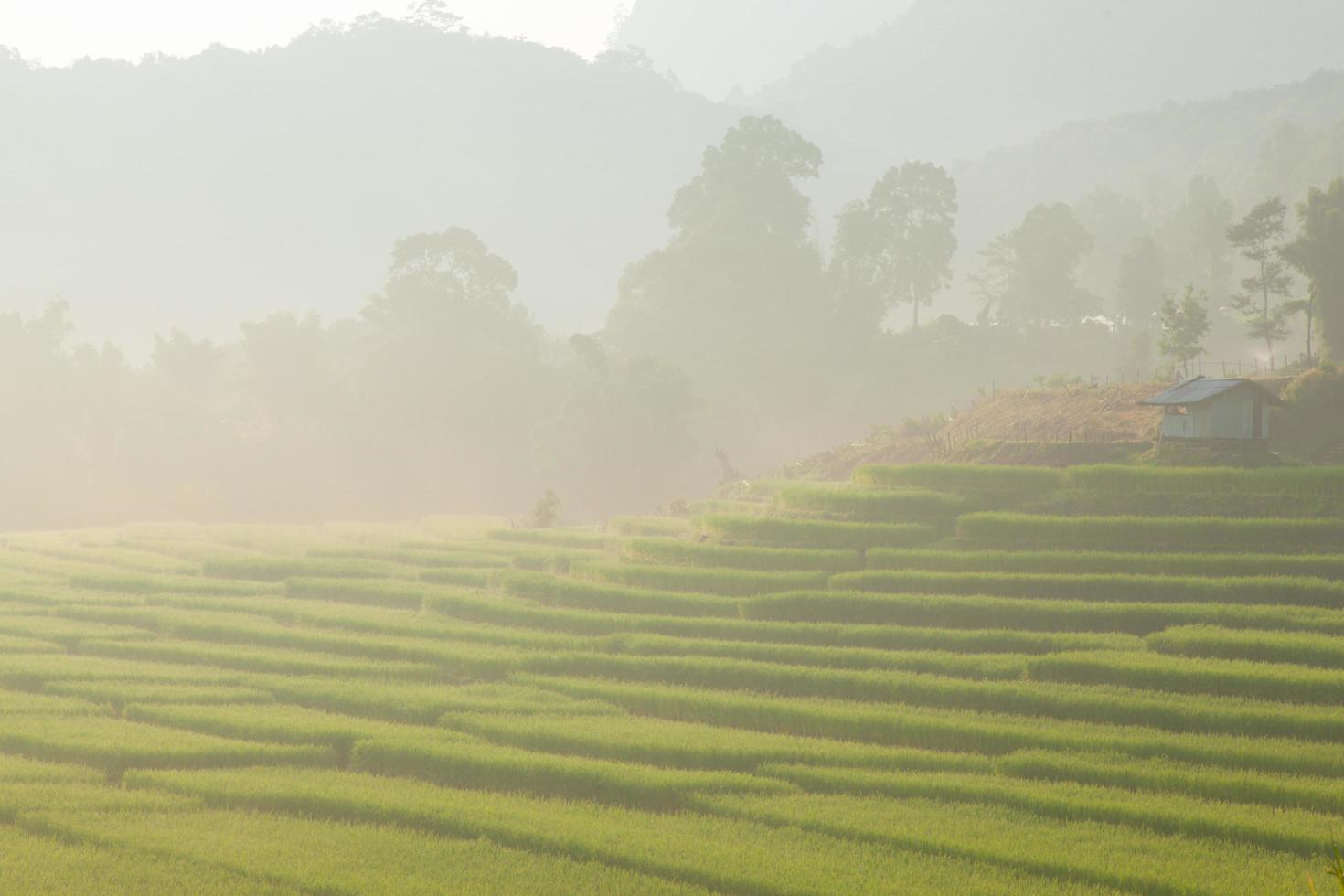 campo de arroz na colina foto