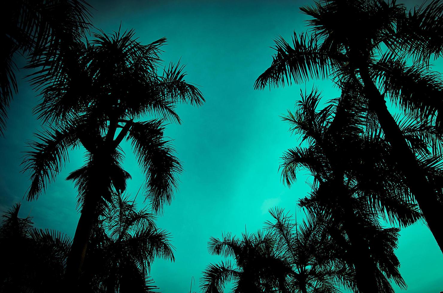palmeiras sob o céu azul foto