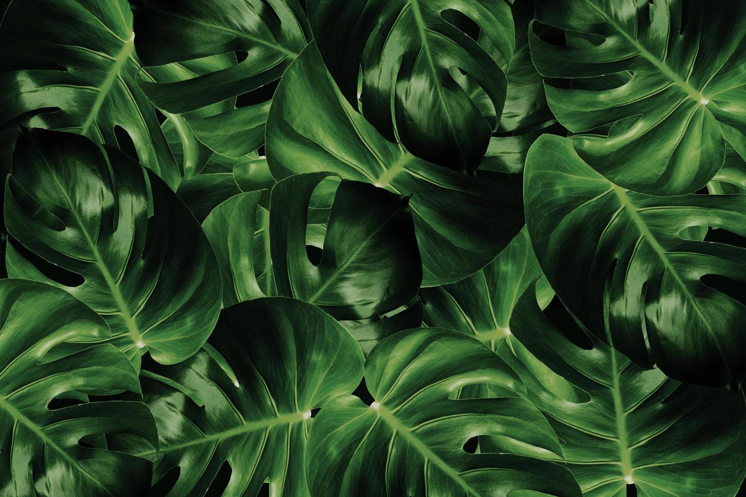 folhas de monstera em fundo escuro foto