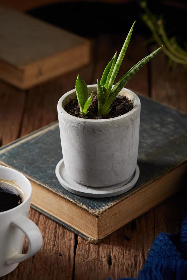 planta em vaso no livro foto