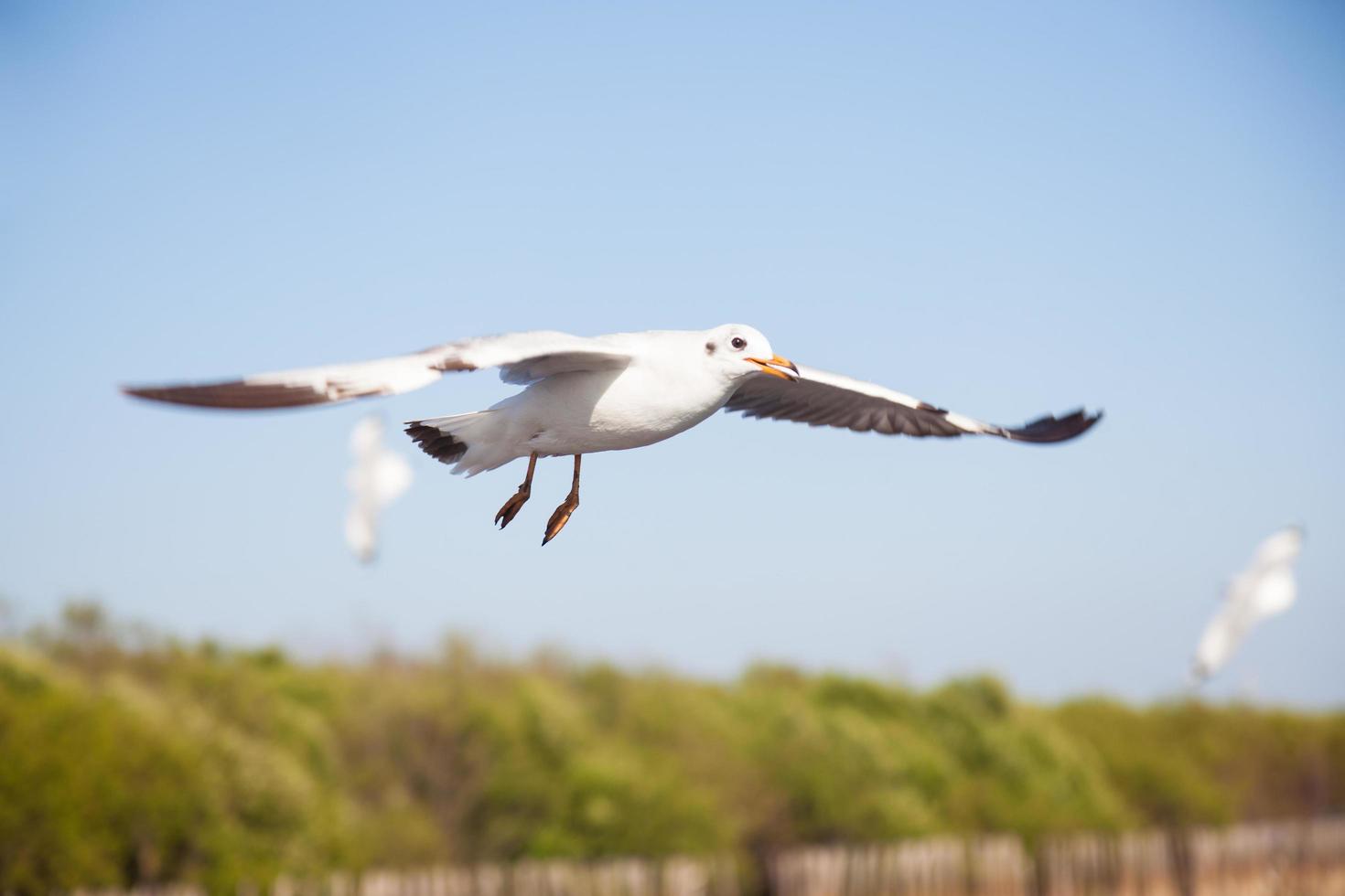 gaivotas sobre o mar foto