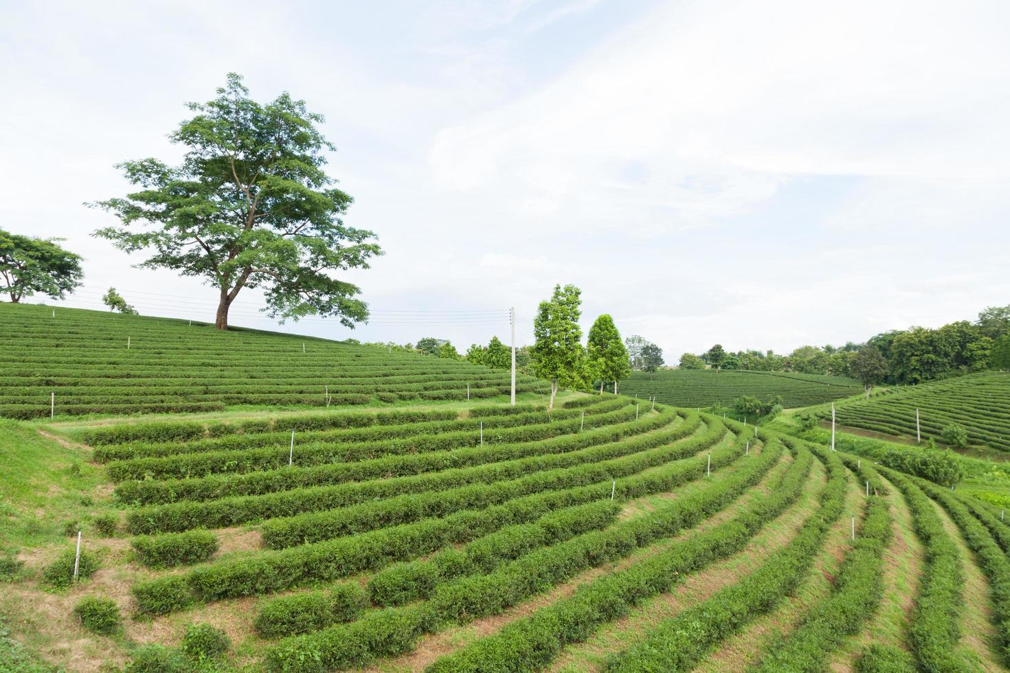 fazenda de chá na tailândia foto