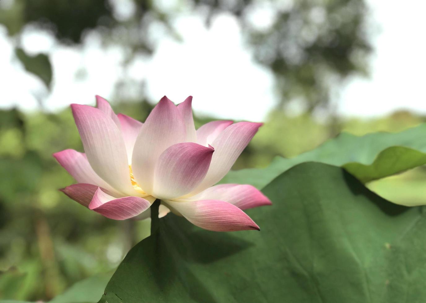 flor de lótus rosa lá fora foto