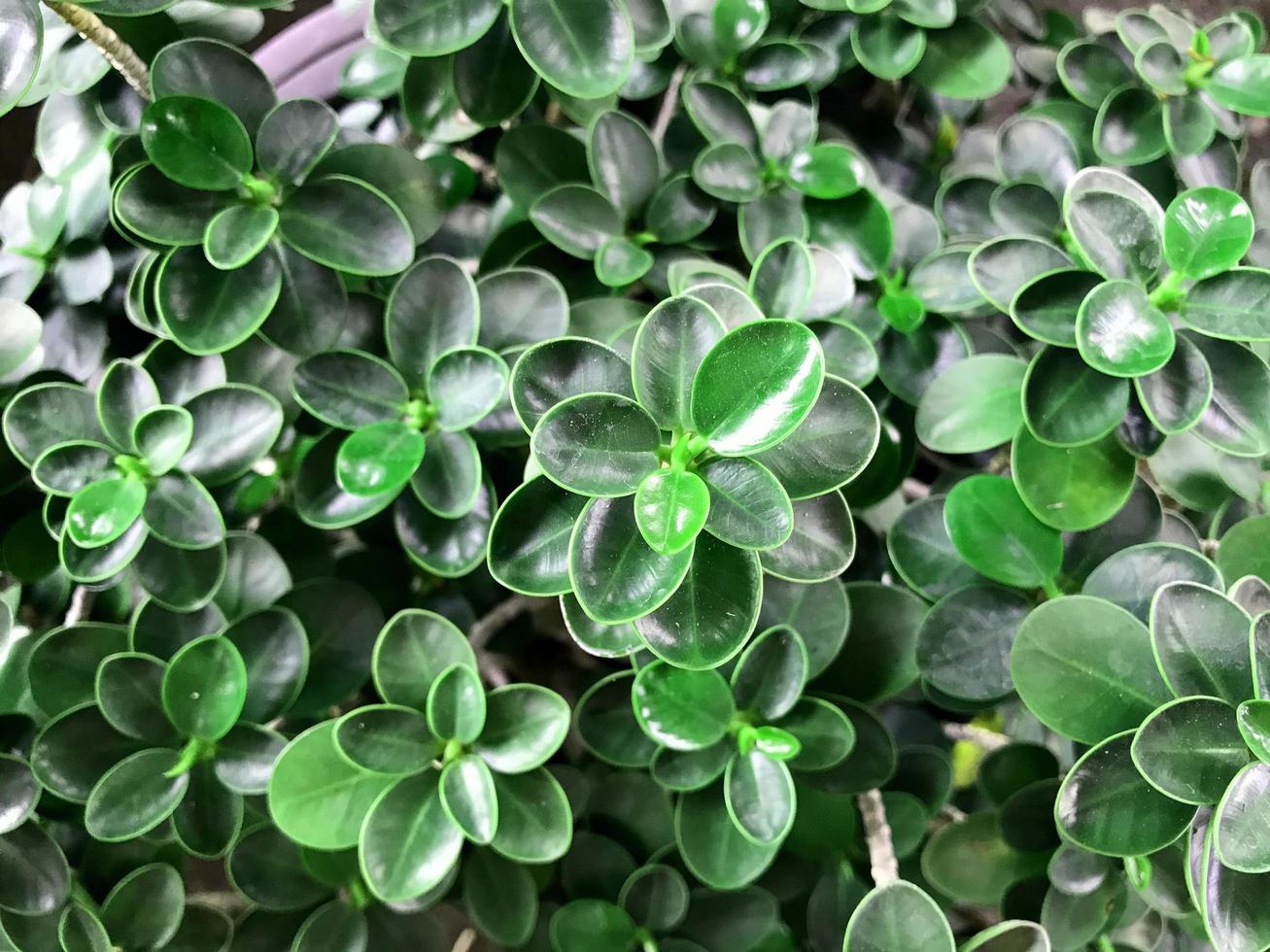 folhas verdes brilhantes lá fora foto