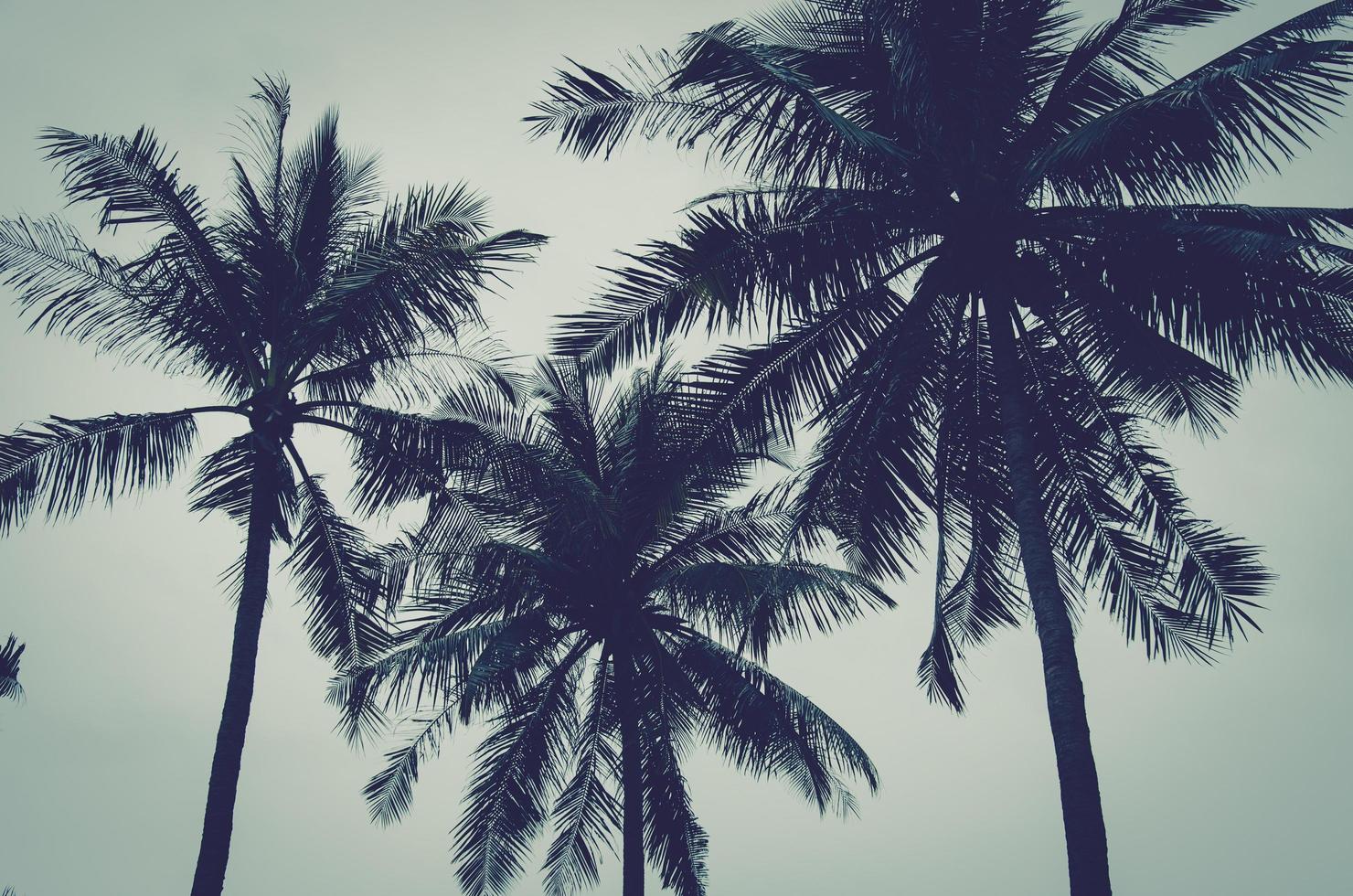 palmeiras sob o céu cinza foto