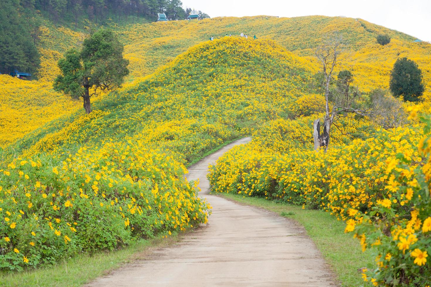 estrada entre campos de flores foto