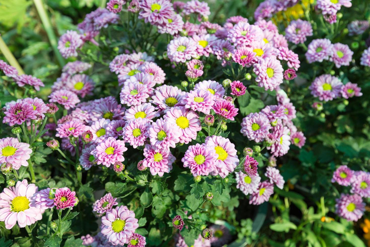 flores roxas no parque foto