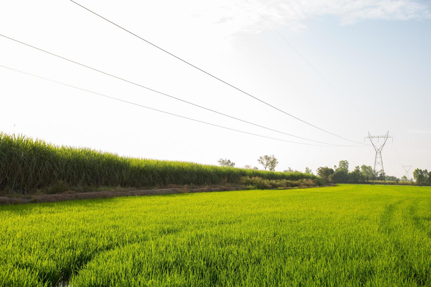 linhas de transmissão de eletricidade sobre campos de arroz foto