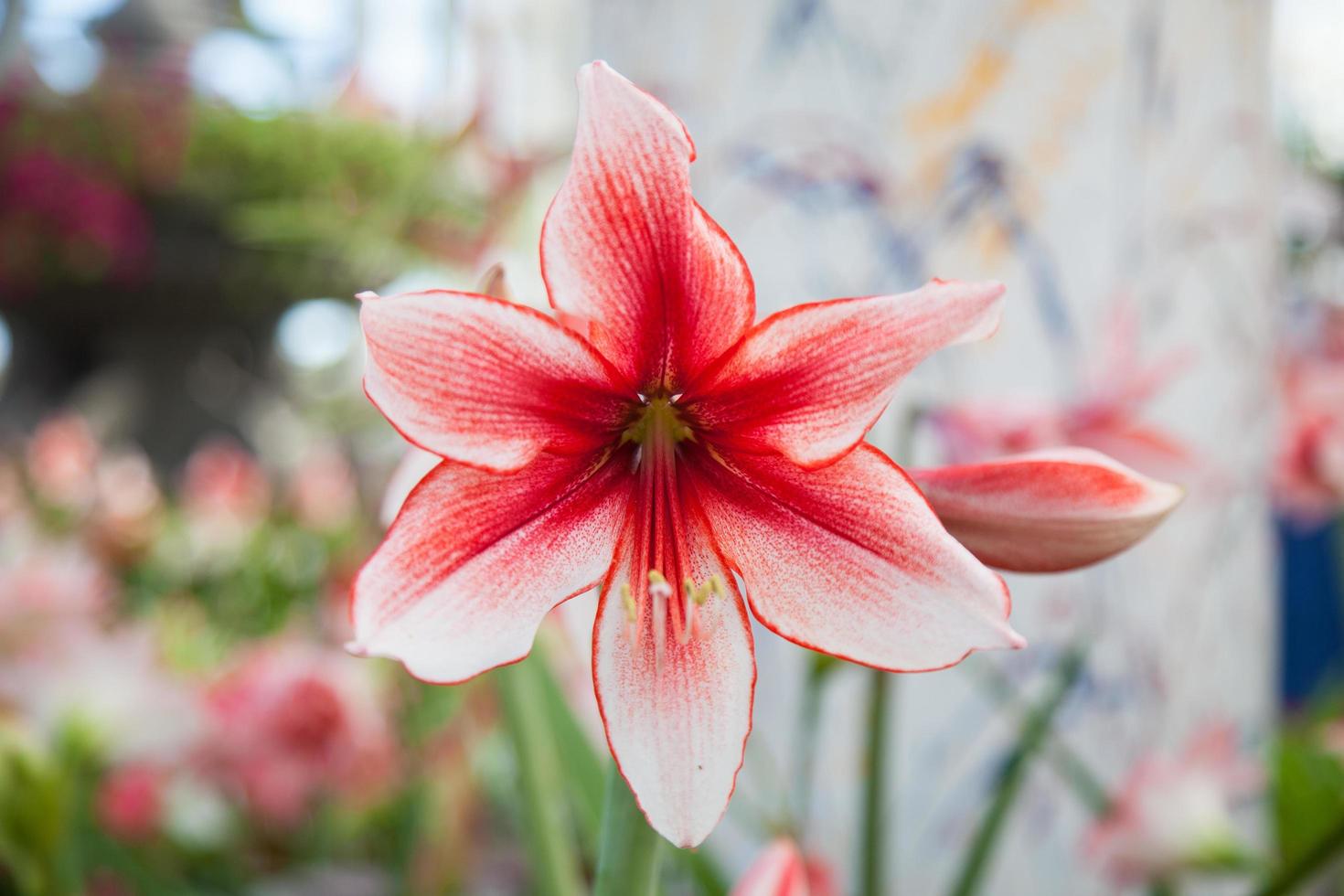 grandes flores brancas e vermelhas foto