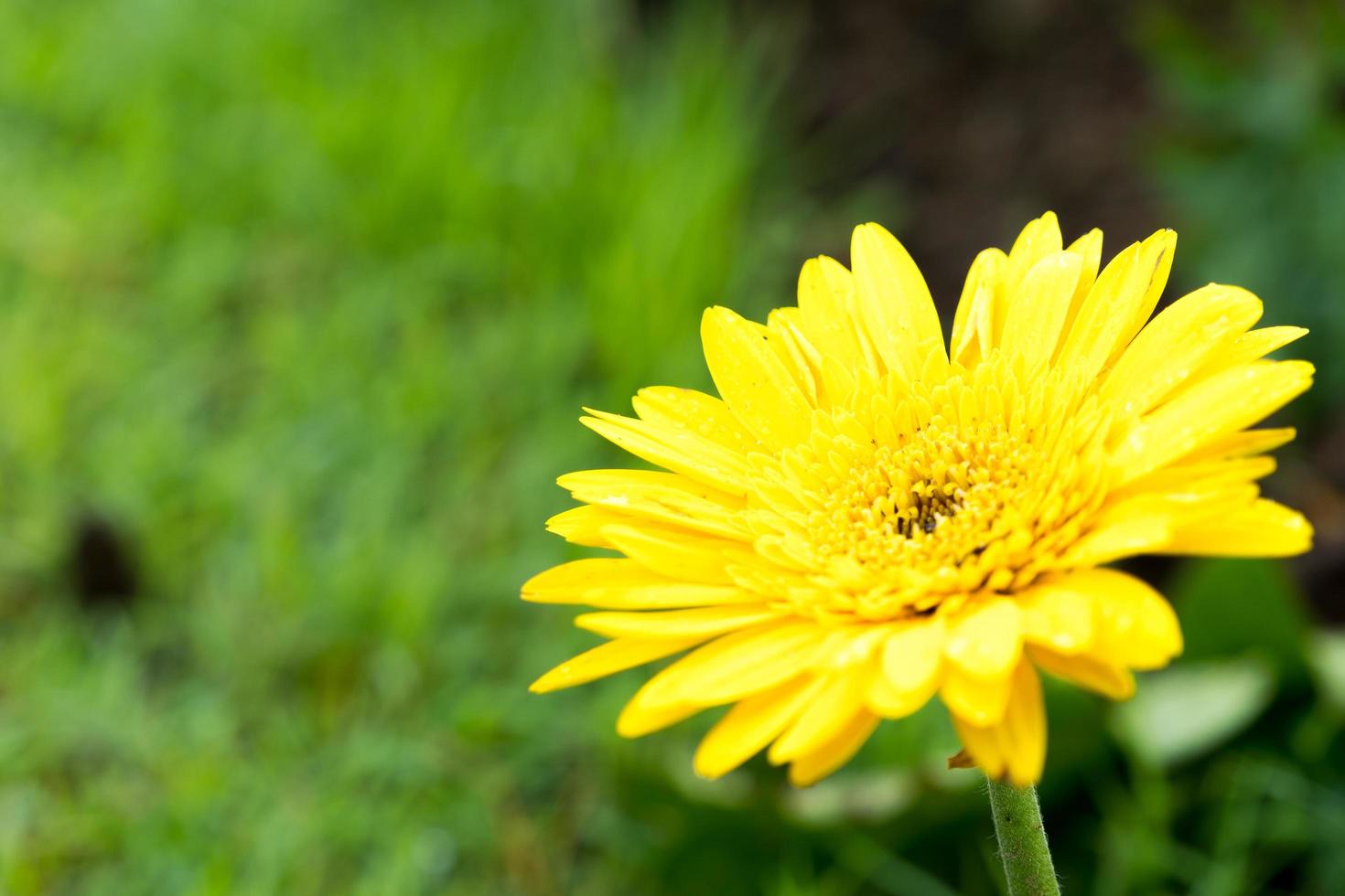 flor amarela da margarida no parque foto