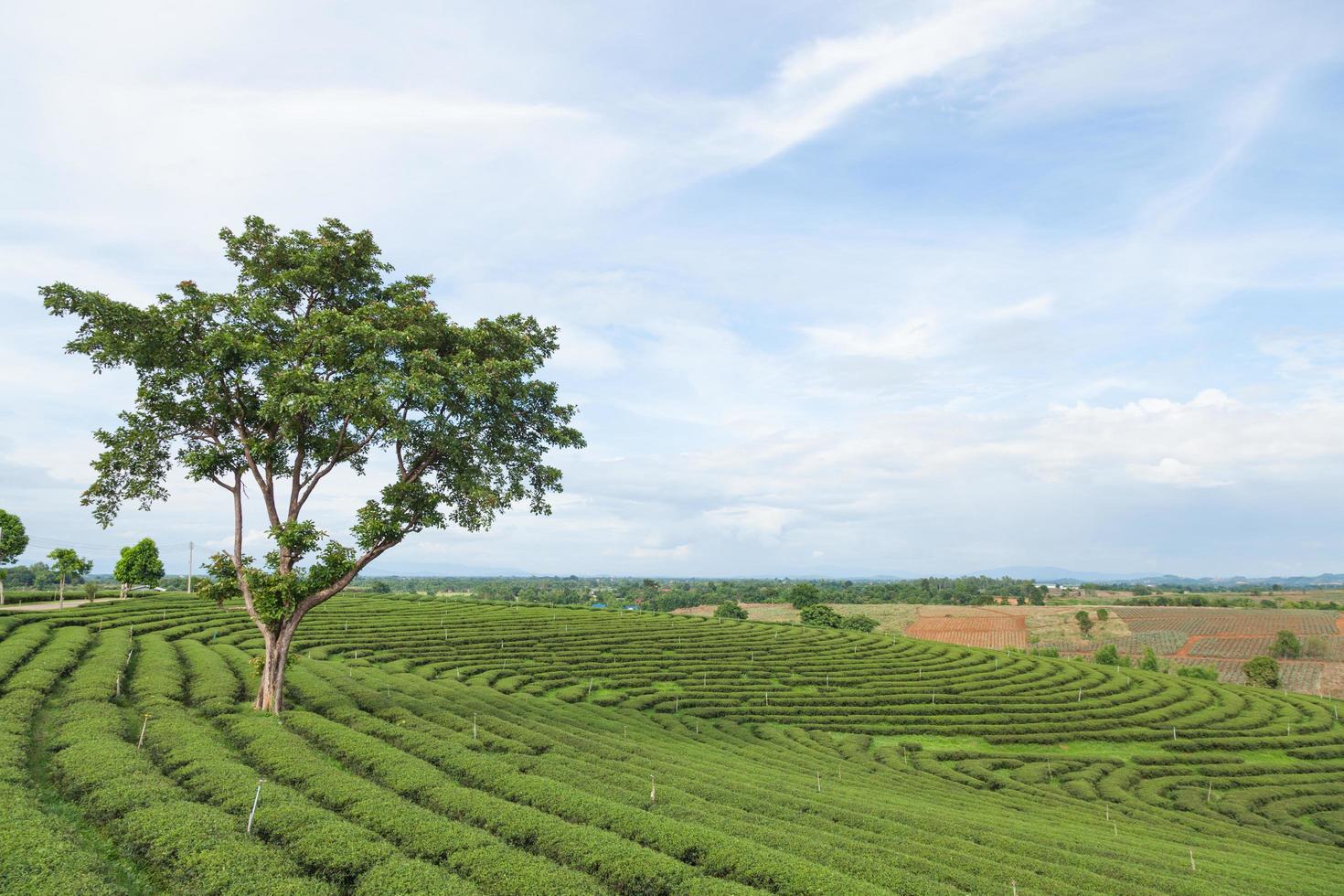 fazenda de chá na tailândia foto