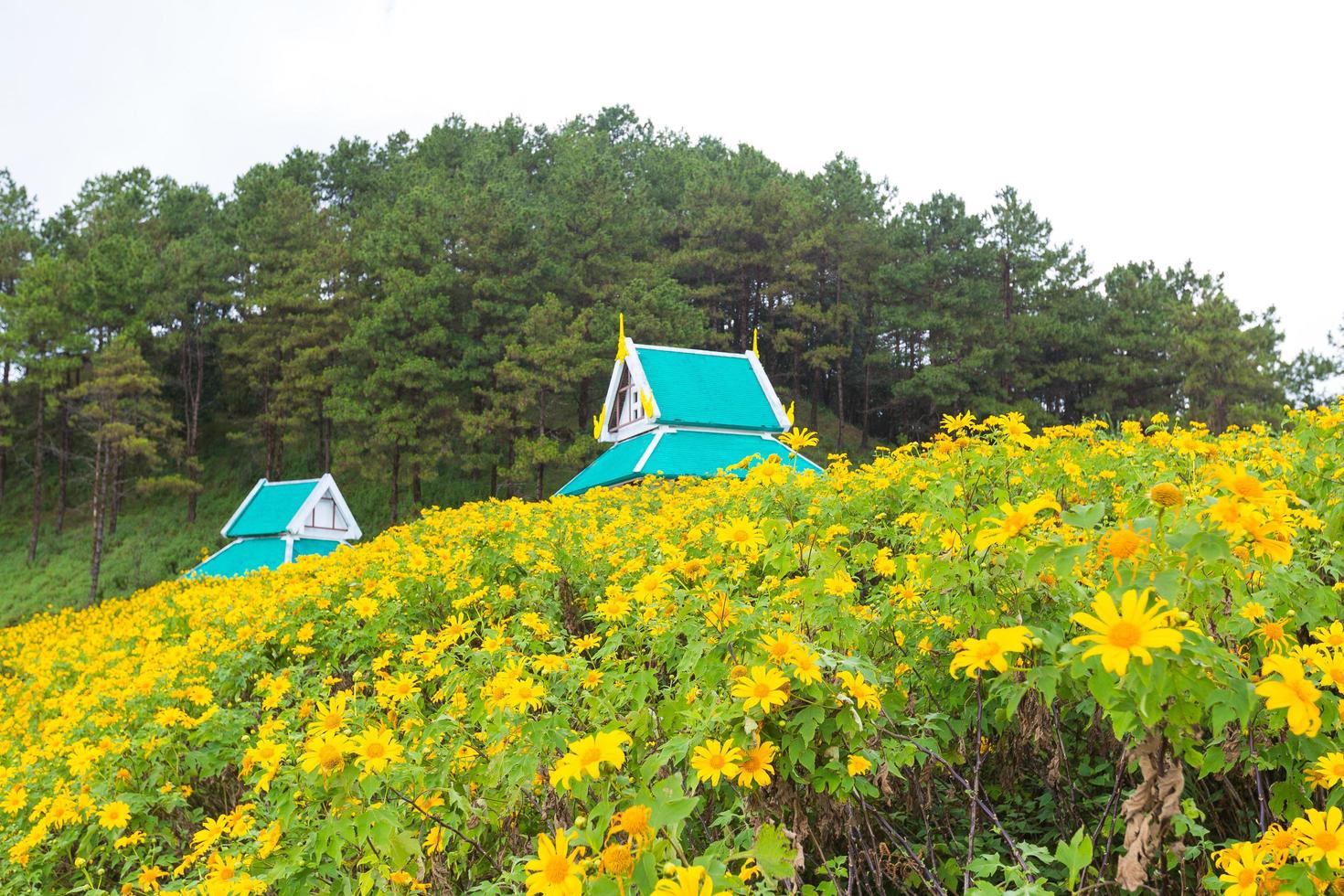 flores e casas amarelas na tailândia foto