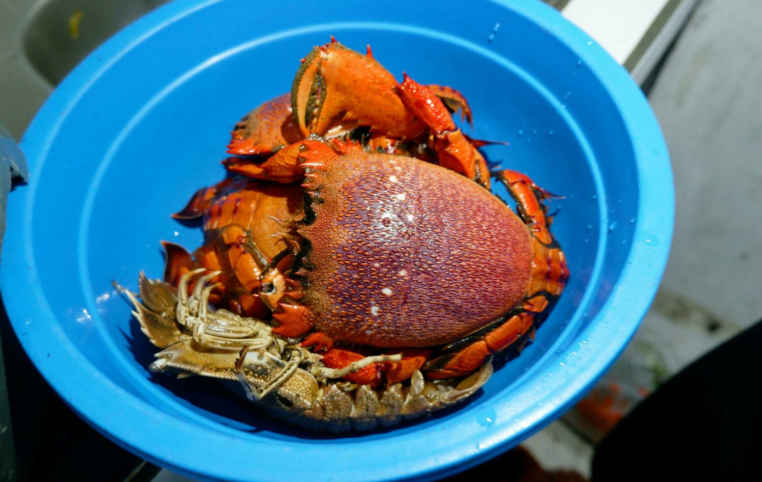 caranguejo chave inglesa ou frutos do mar crus em um recipiente azul foto