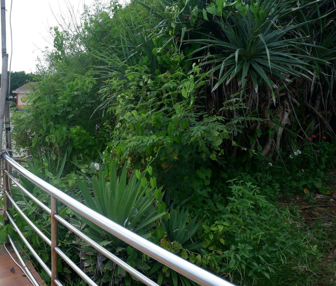 praia pandanus densa, verde e bonita na beira da ponte de ferro na praia foto