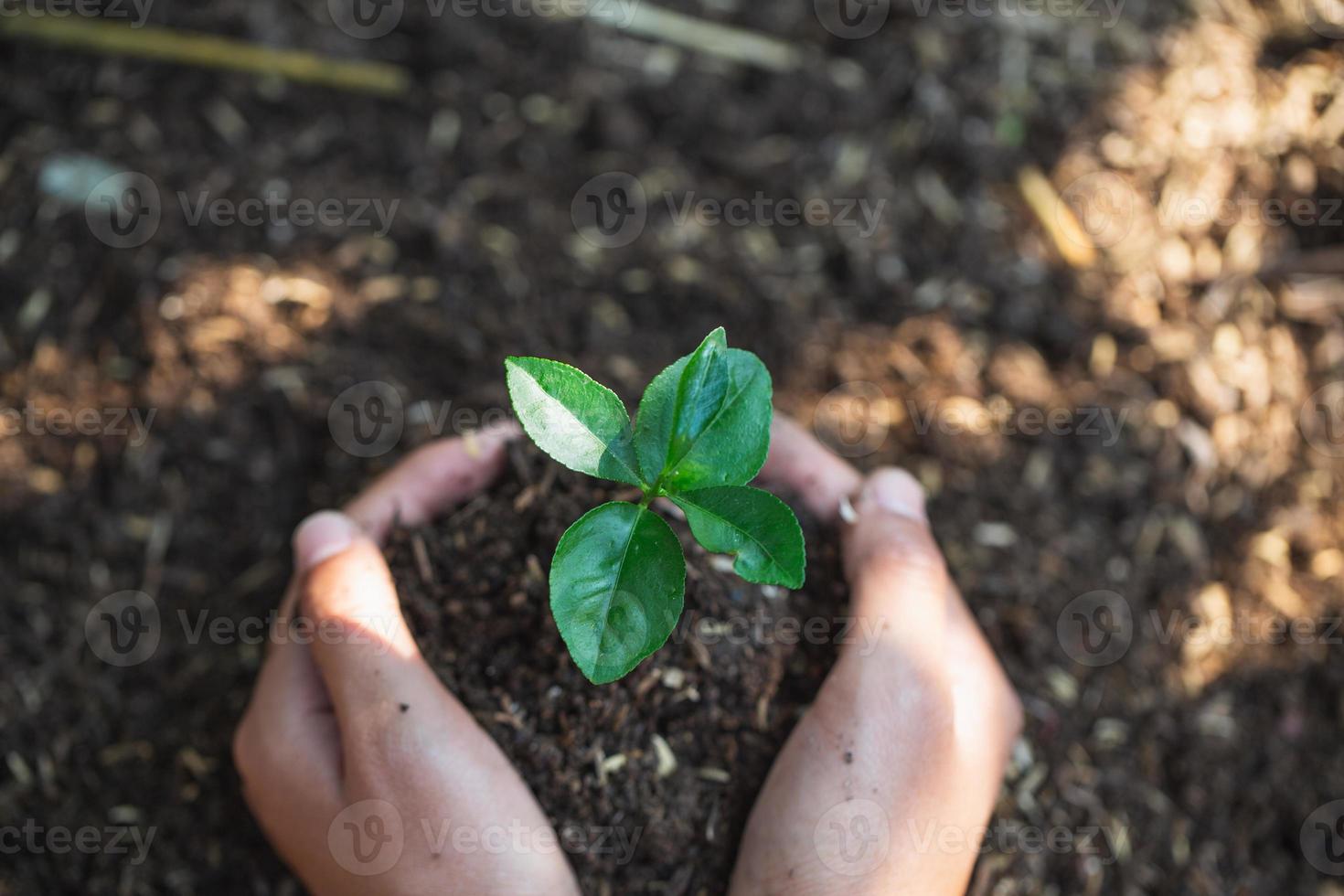 ambas as mãos dos homens estão plantando mudas em solo fértil, conceitos de cuidados naturais e preservação do mundo, redução do aquecimento global. dia Mundial do Meio Ambiente. foto