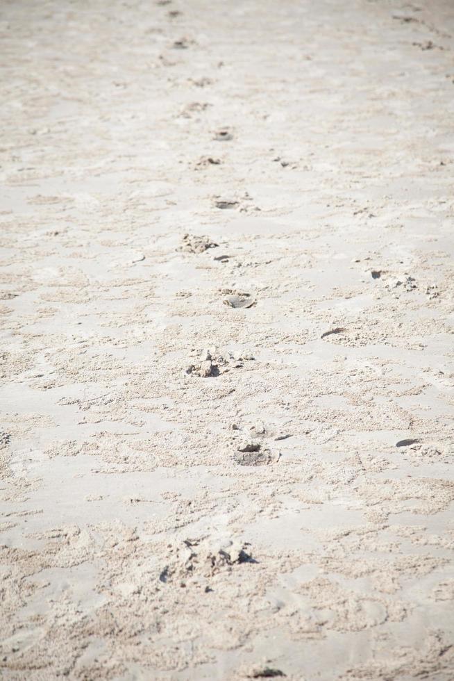 pegadas na areia na praia foto