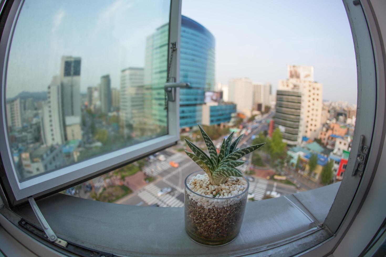 vista de olho de peixe de uma planta em uma janela foto