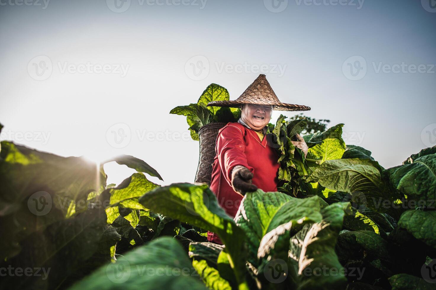 agricultora trabalhando agricultura em campos de tabaco foto