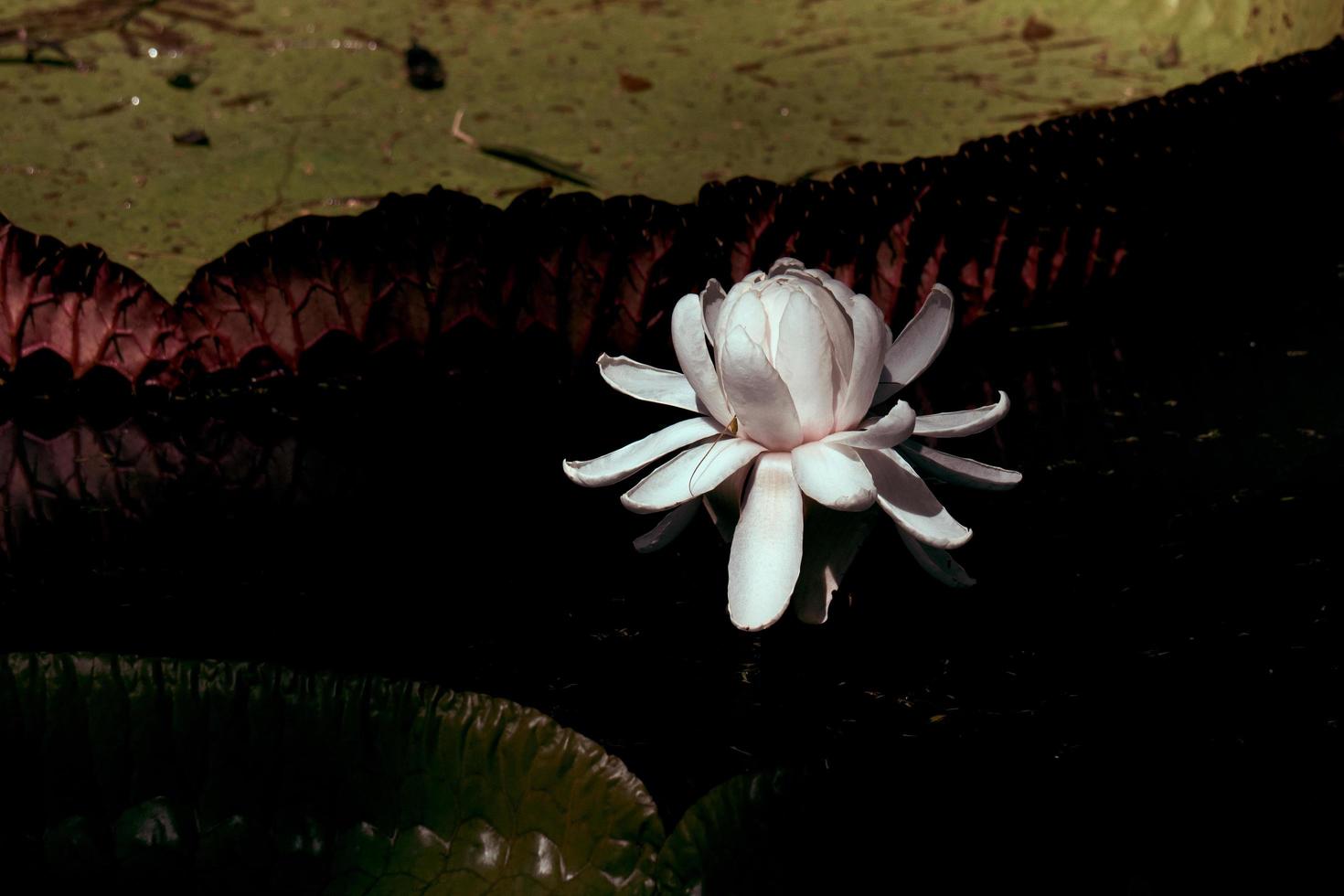 flor de lótus branca no escuro foto