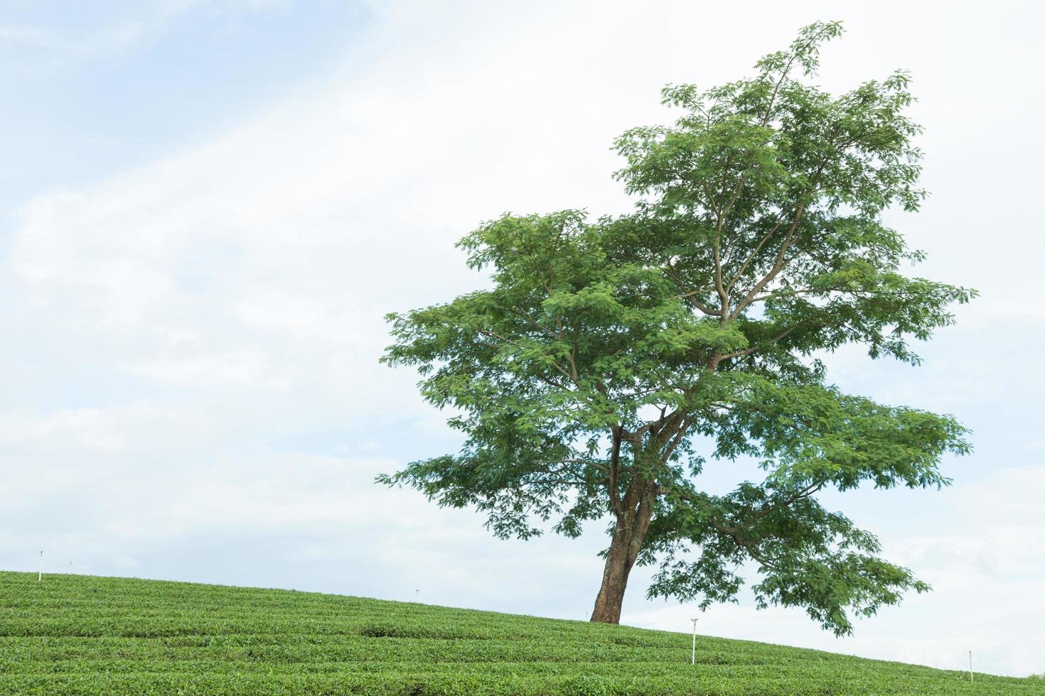 árvore em uma fazenda de chá foto