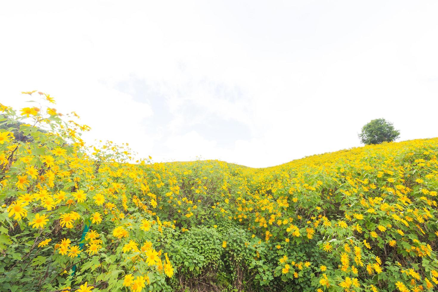 flores amarelas na tailândia foto