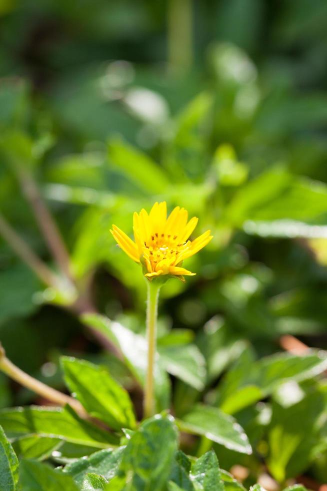 pequena flor amarela no parque foto