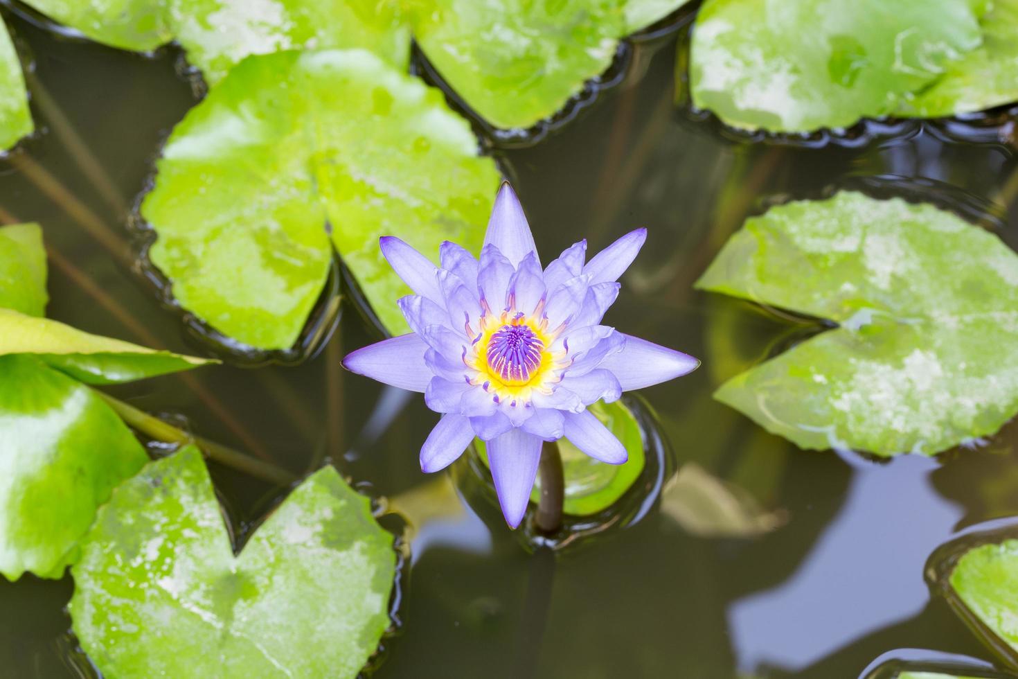 lótus em plena floração em uma lagoa foto