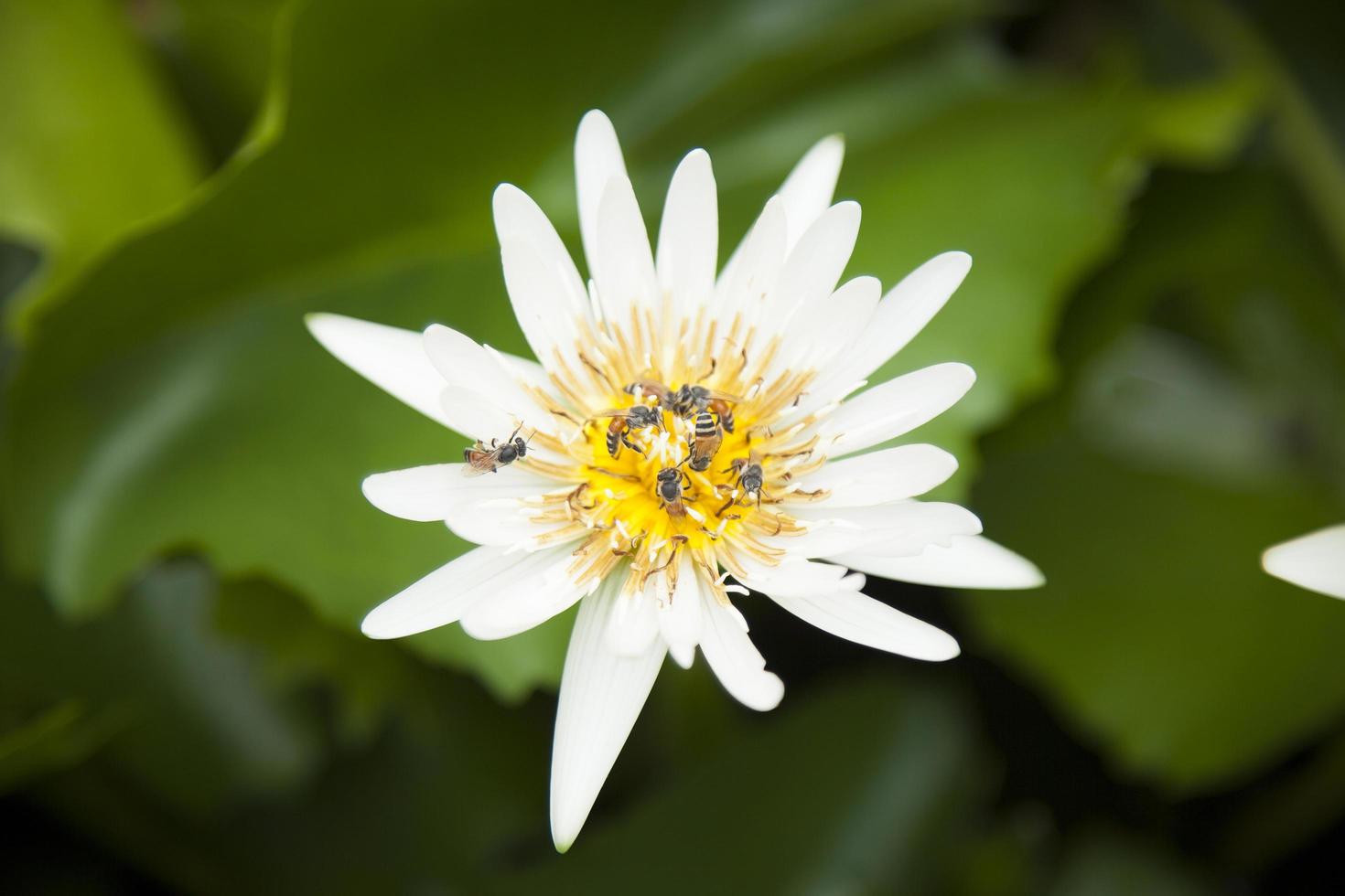 flor de lótus branca na lagoa foto