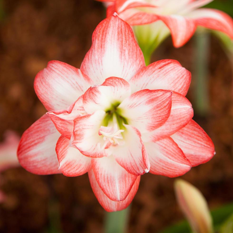 grandes flores brancas e vermelhas foto