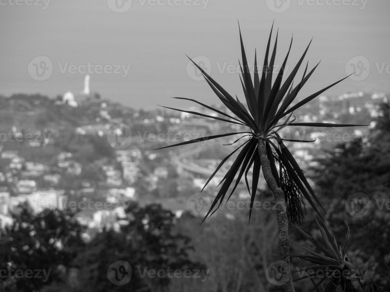 a ilha da madeira foto