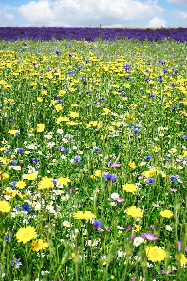 flor em flor no campo foto