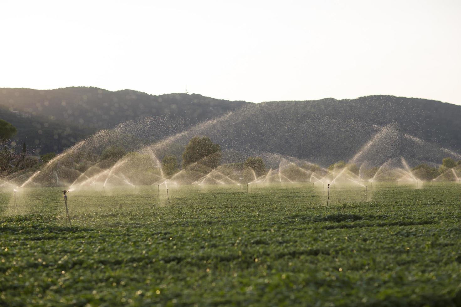 irrigação de irrigação em um campo de manjericão ao pôr do sol foto