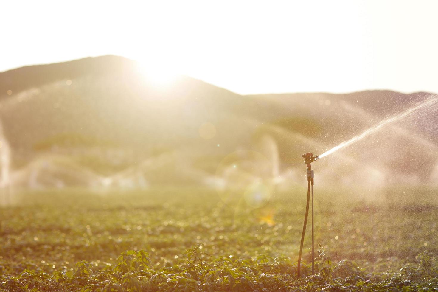 aspersor de irrigação em um campo de manjericão ao pôr do sol foto