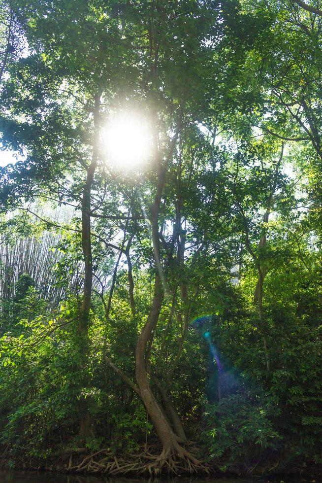 rio com sol brilhando na floresta na Tailândia foto