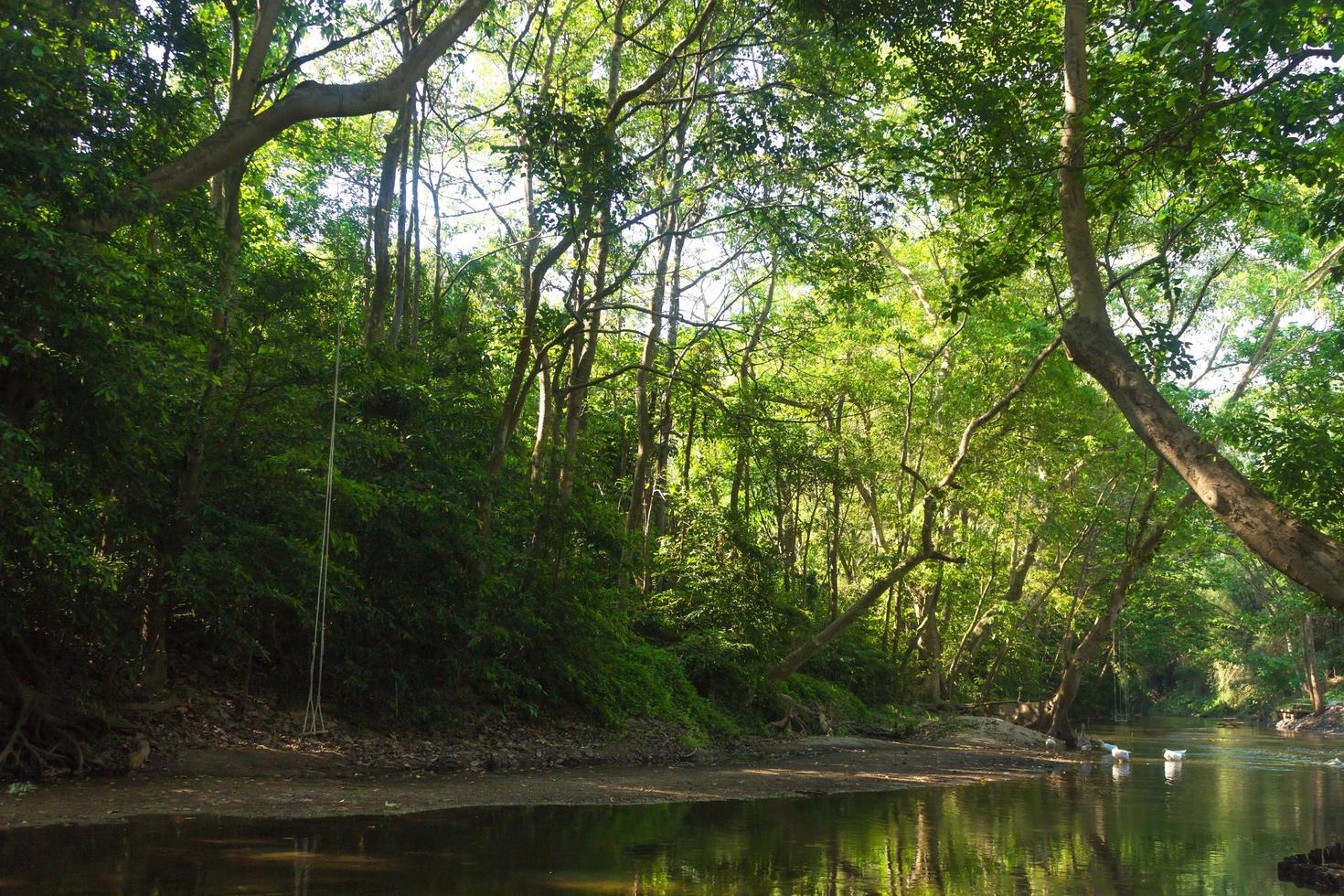 rio e floresta na Tailândia foto