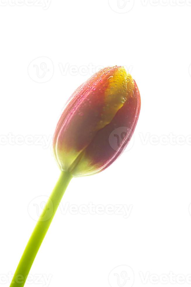 fotografia de flor de tulipa em fundo branco com gotas de água foto