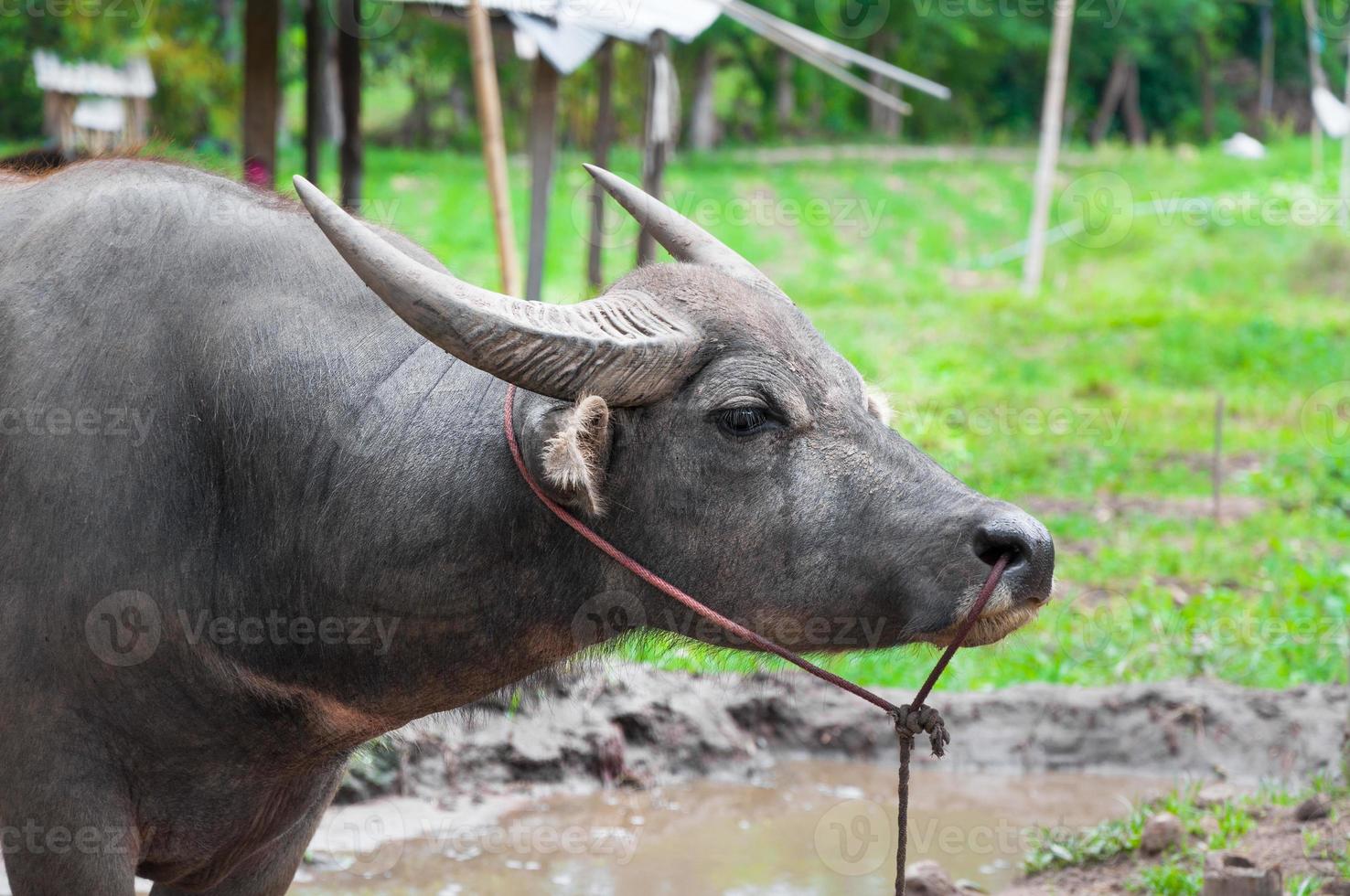 búfalo na zona rural no norte da tailândia foto